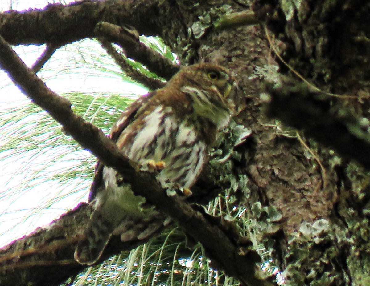 Northern Pygmy-Owl - ML612292791