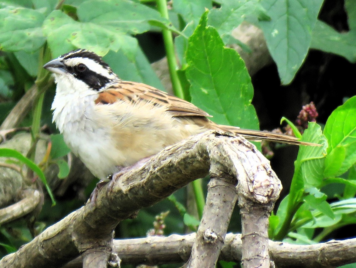 Stripe-headed Sparrow - Carmelo de Dios