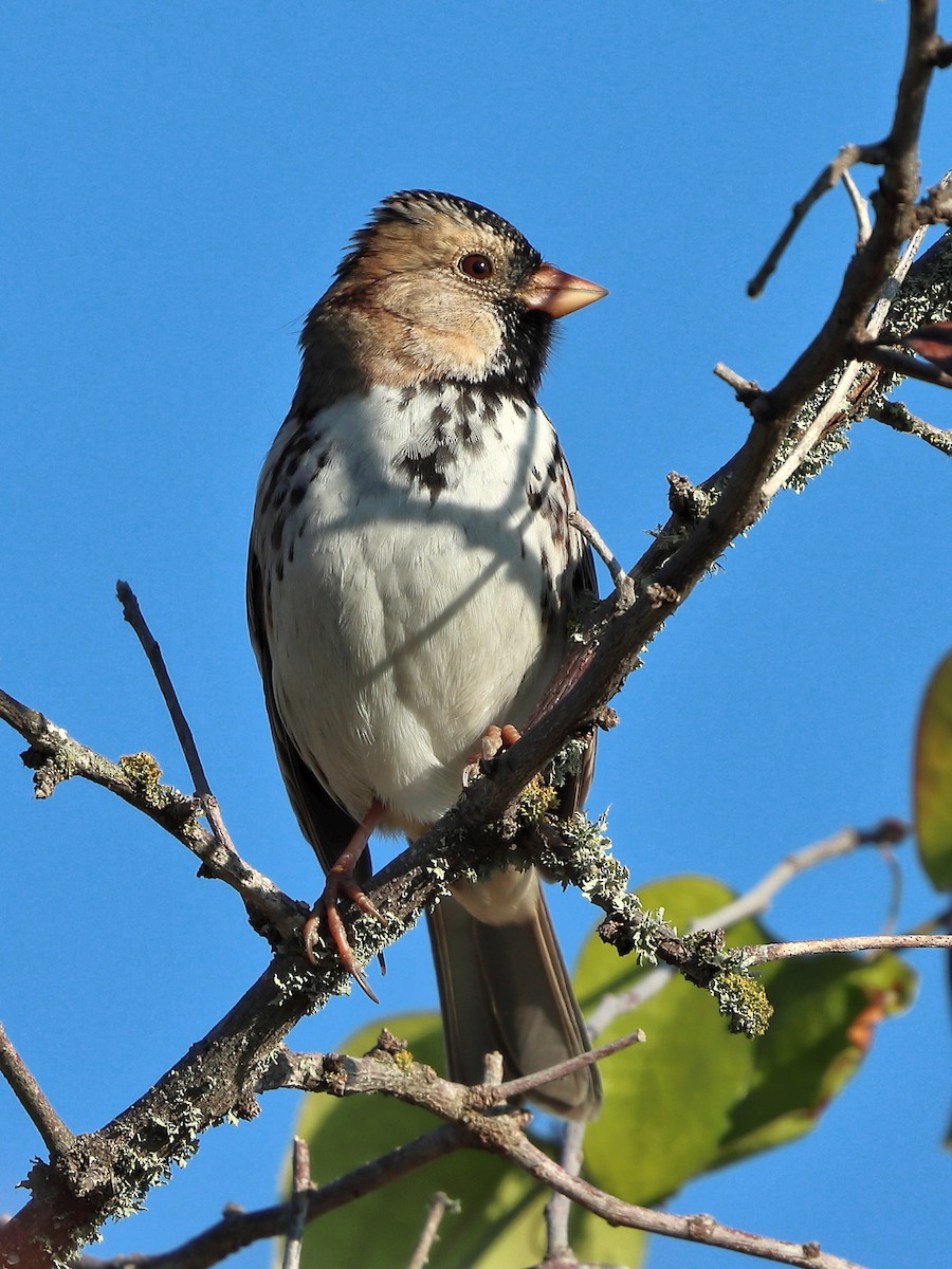 Harris's Sparrow - ML612293442