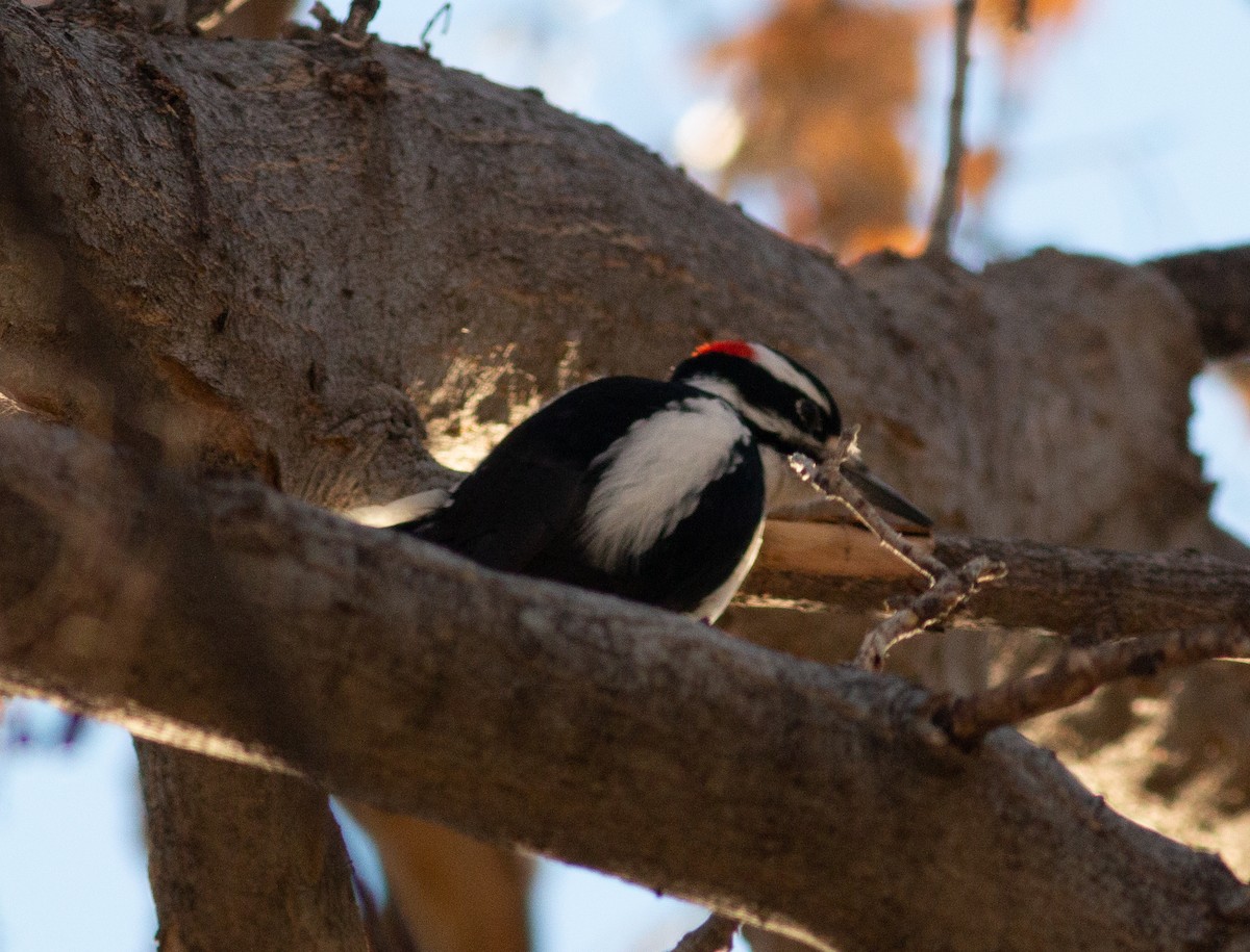 Hairy Woodpecker (Rocky Mts.) - Stephen Brenner