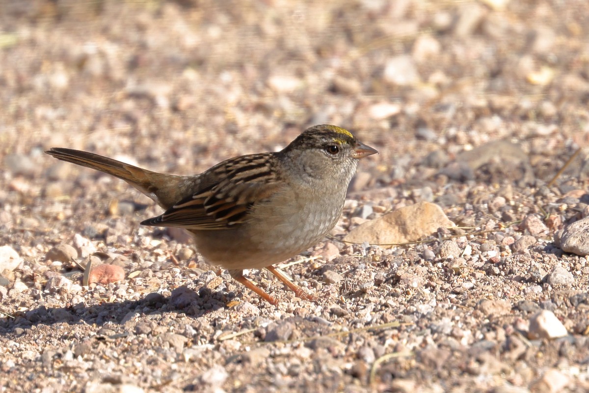Golden-crowned Sparrow - ML612293685