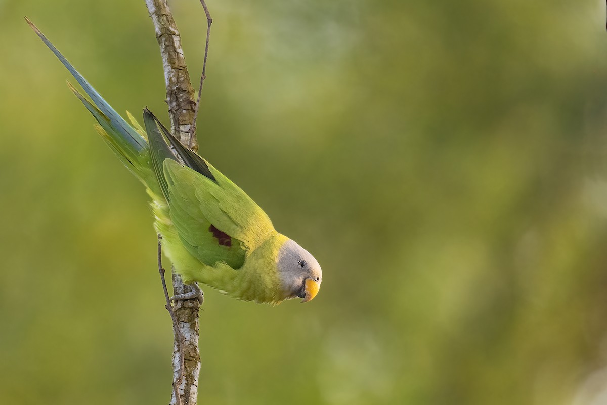 Blossom-headed Parakeet - ML612293921