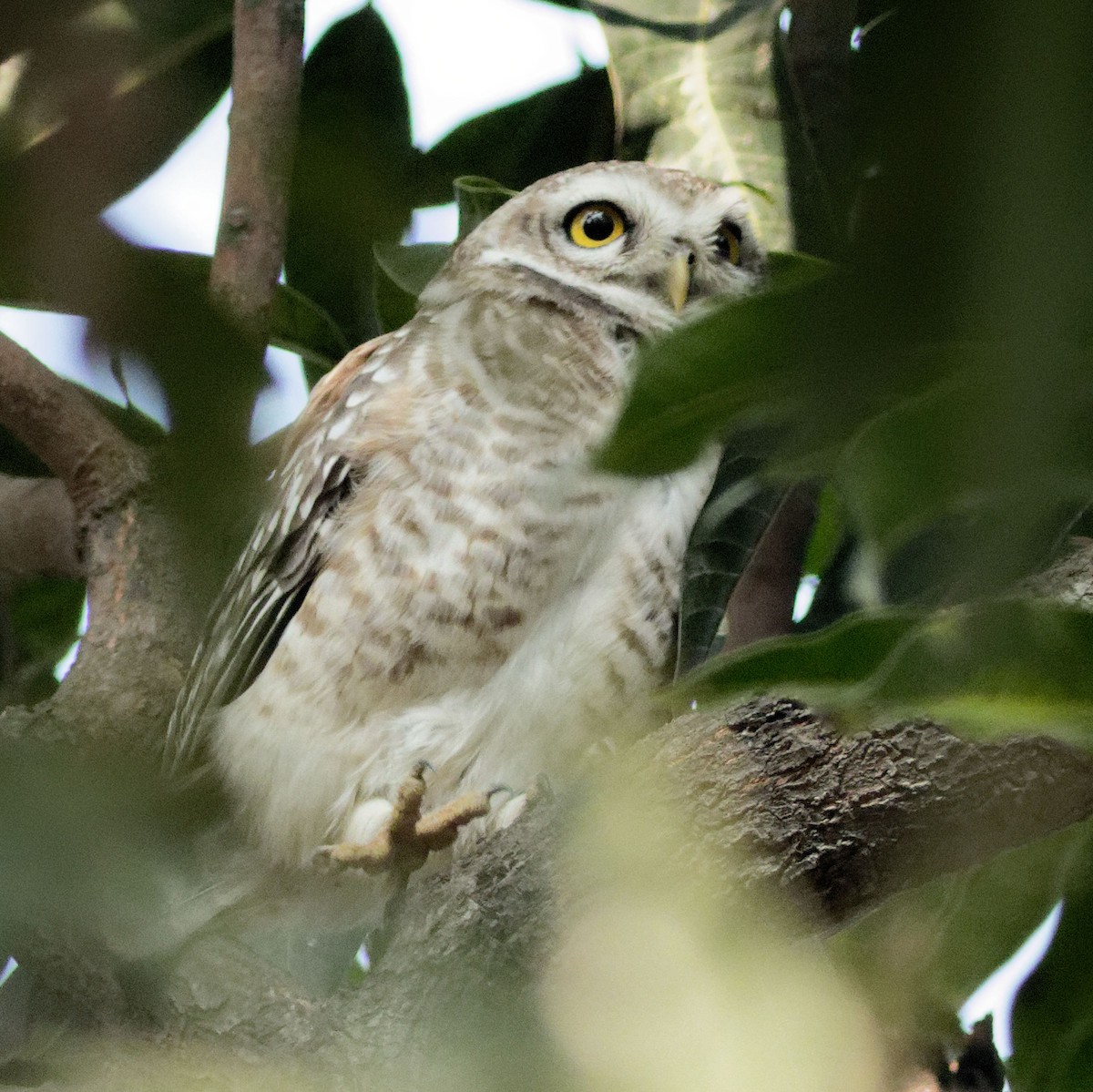 Spotted Owlet - ML612293975