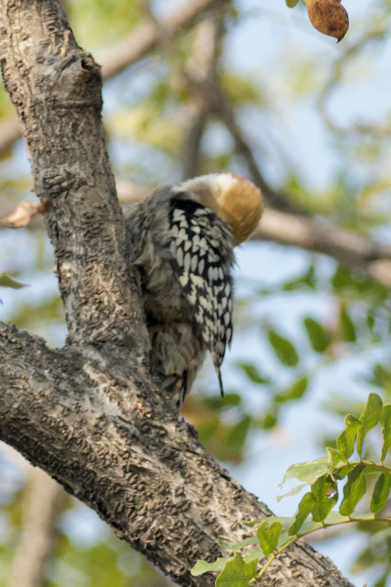 Yellow-crowned Woodpecker - ML612293984