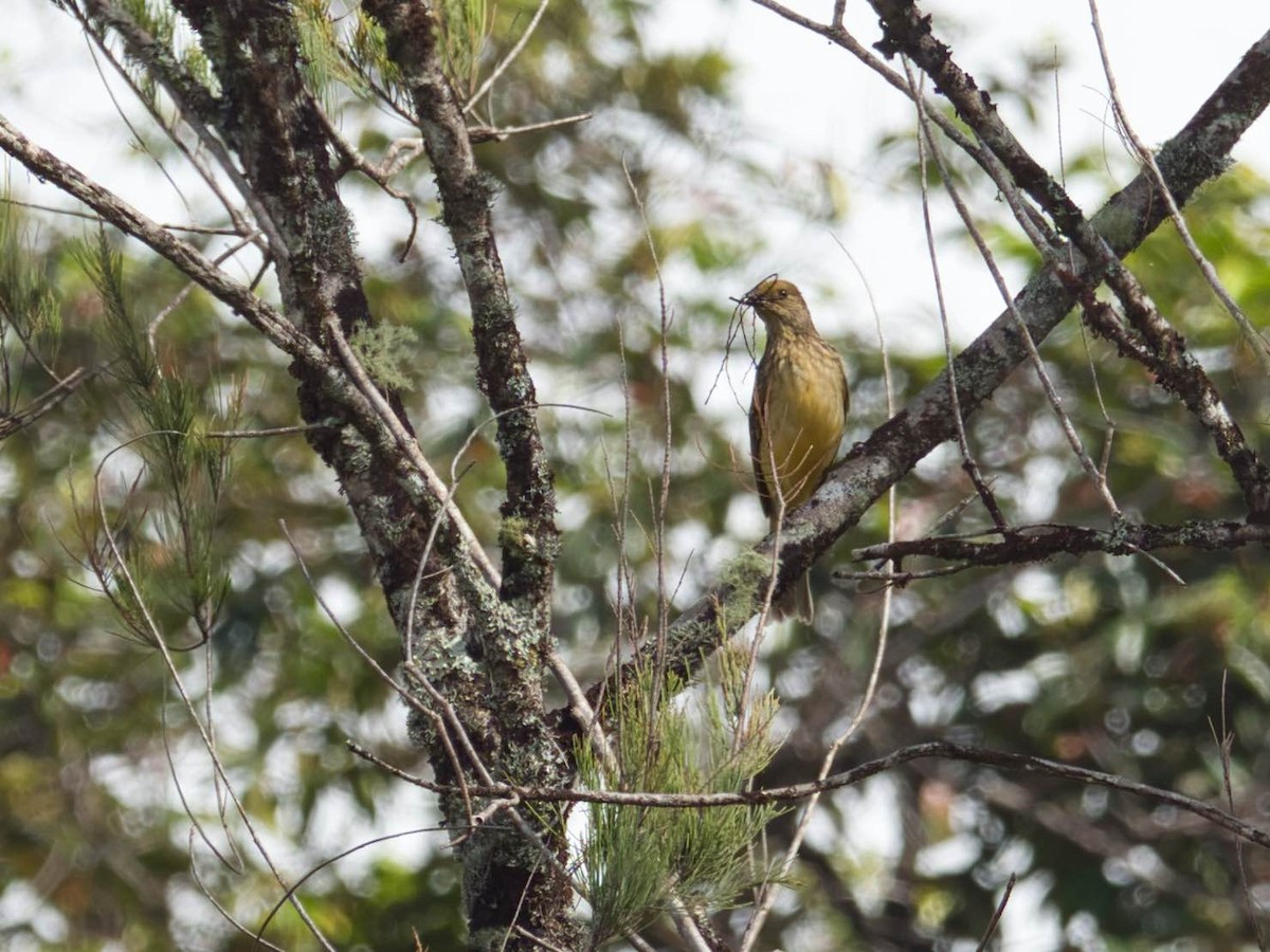 Yellow-breasted Bowerbird - Eric Carpenter