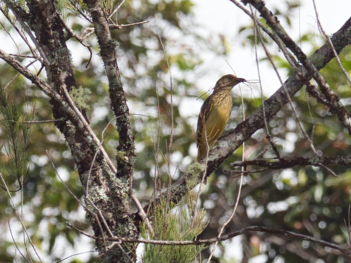 Yellow-breasted Bowerbird - ML612294110
