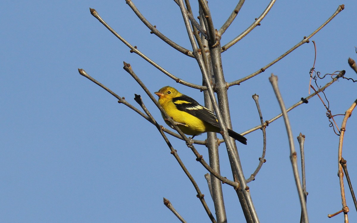 Western Tanager - ML612294249