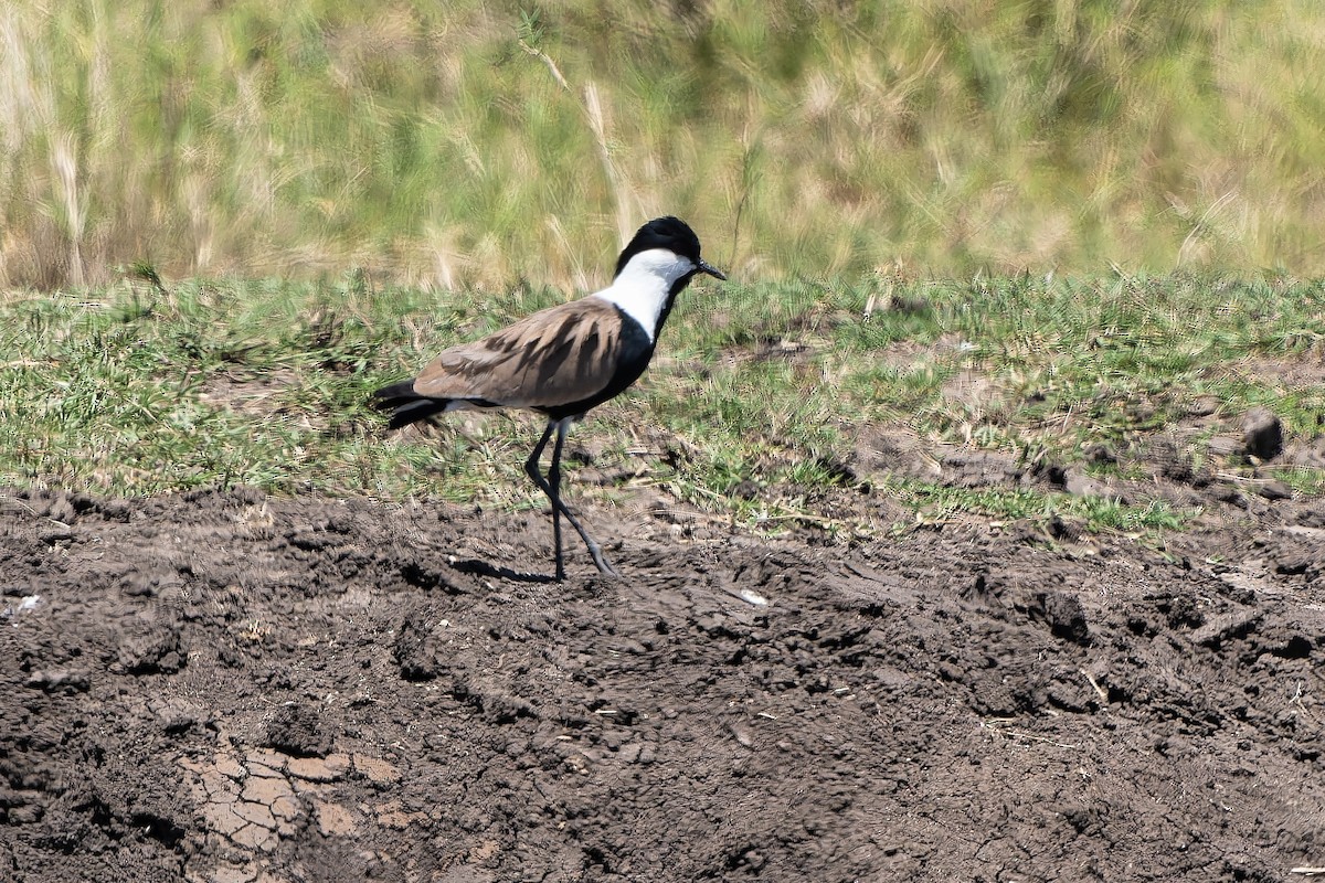Spur-winged Lapwing - ML612294479