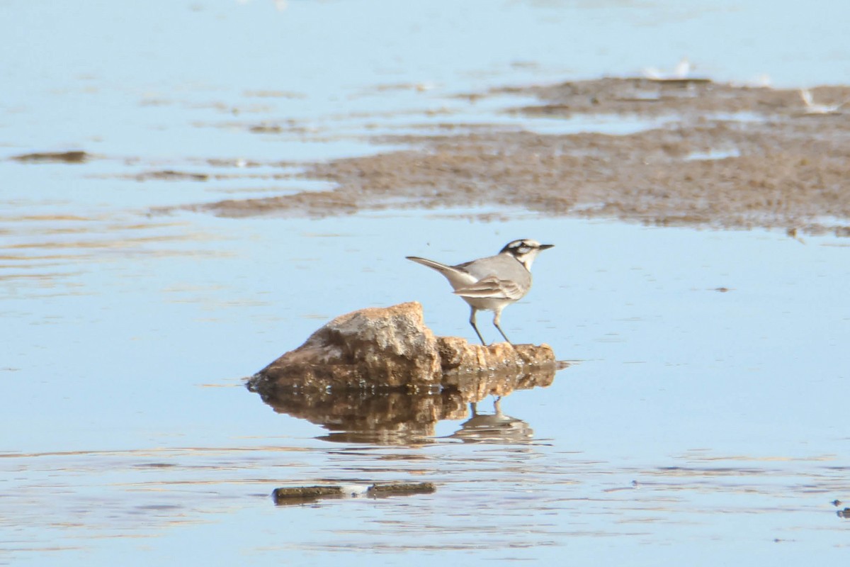 White Wagtail (Moroccan) - ML612295041
