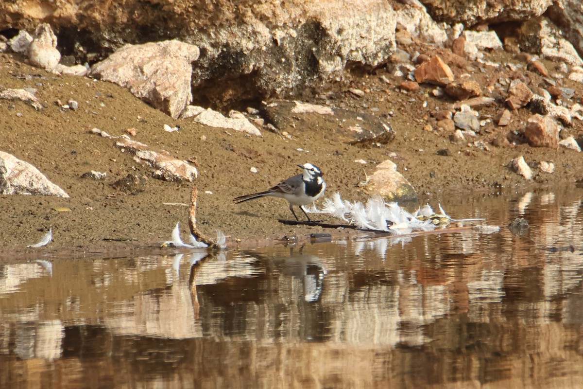 White Wagtail (Moroccan) - ML612295042