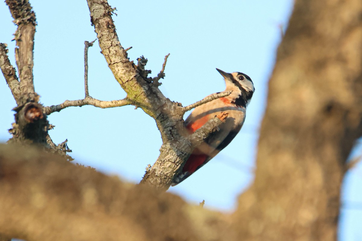 Great Spotted Woodpecker (Atlas) - ML612295095