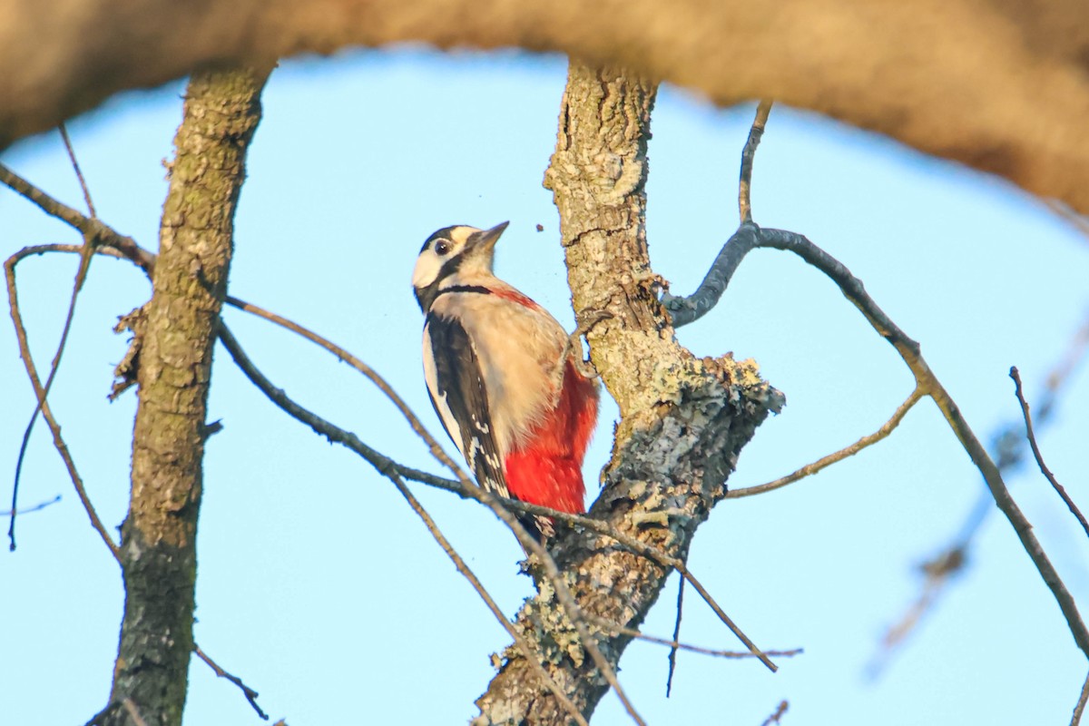 Great Spotted Woodpecker (Atlas) - Alejandro Sanz