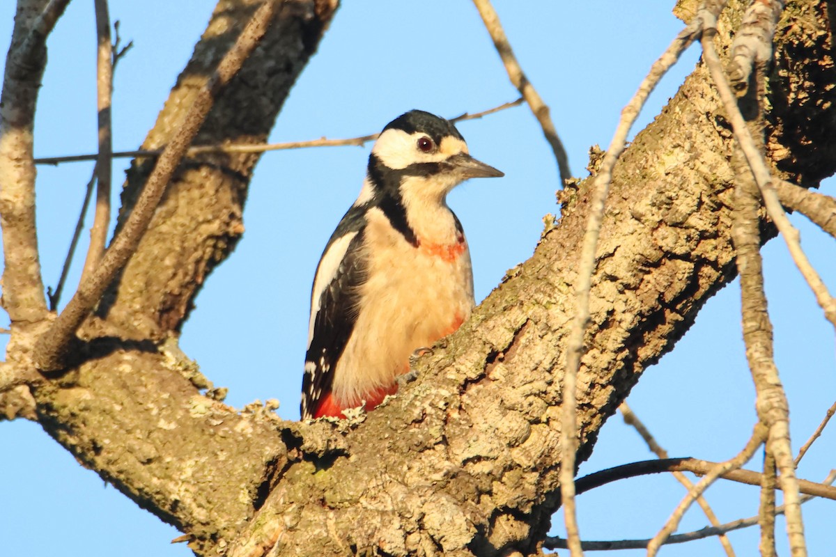 Great Spotted Woodpecker (Atlas) - ML612295100
