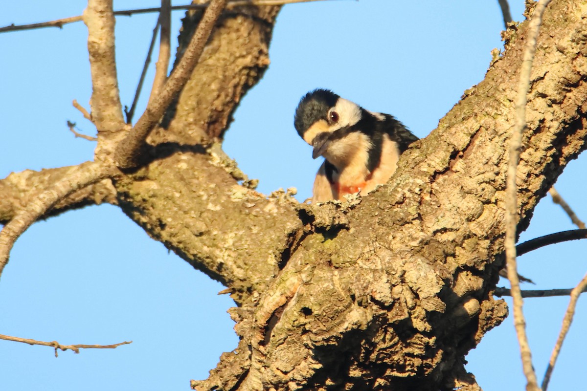 Great Spotted Woodpecker (Atlas) - ML612295101