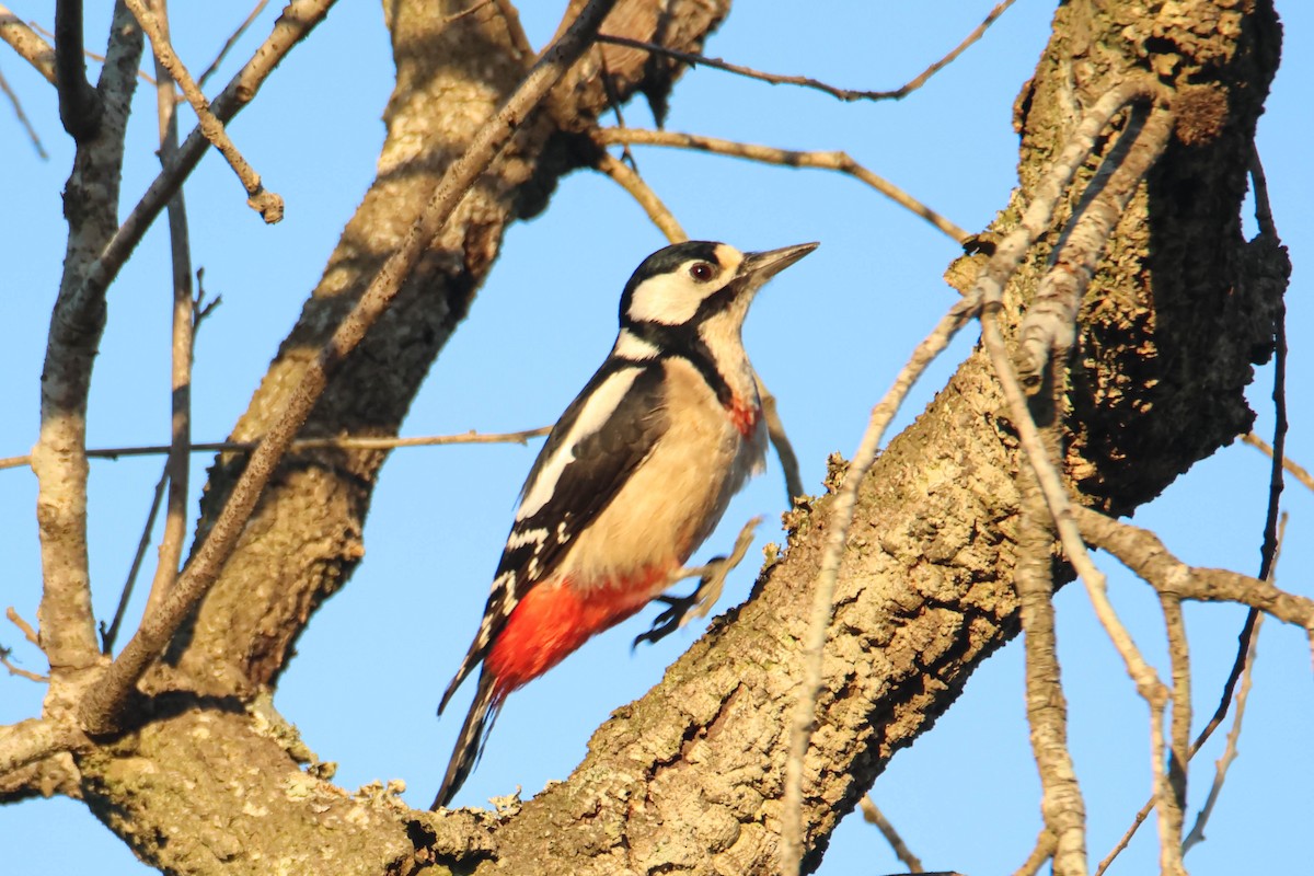 Great Spotted Woodpecker (Atlas) - ML612295102