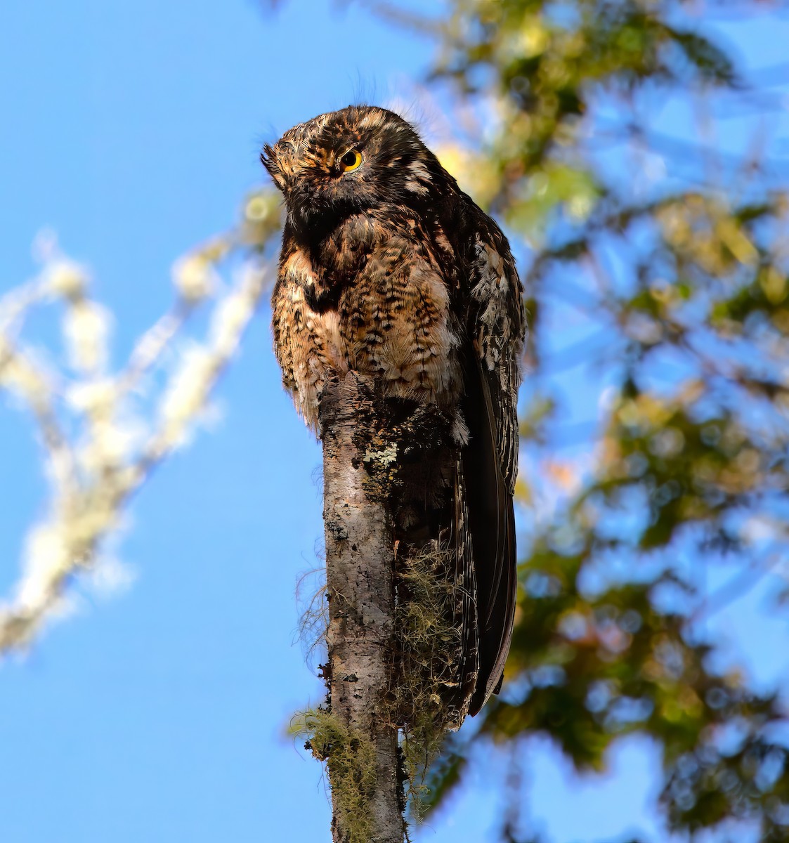 Andean Potoo - ML612295192
