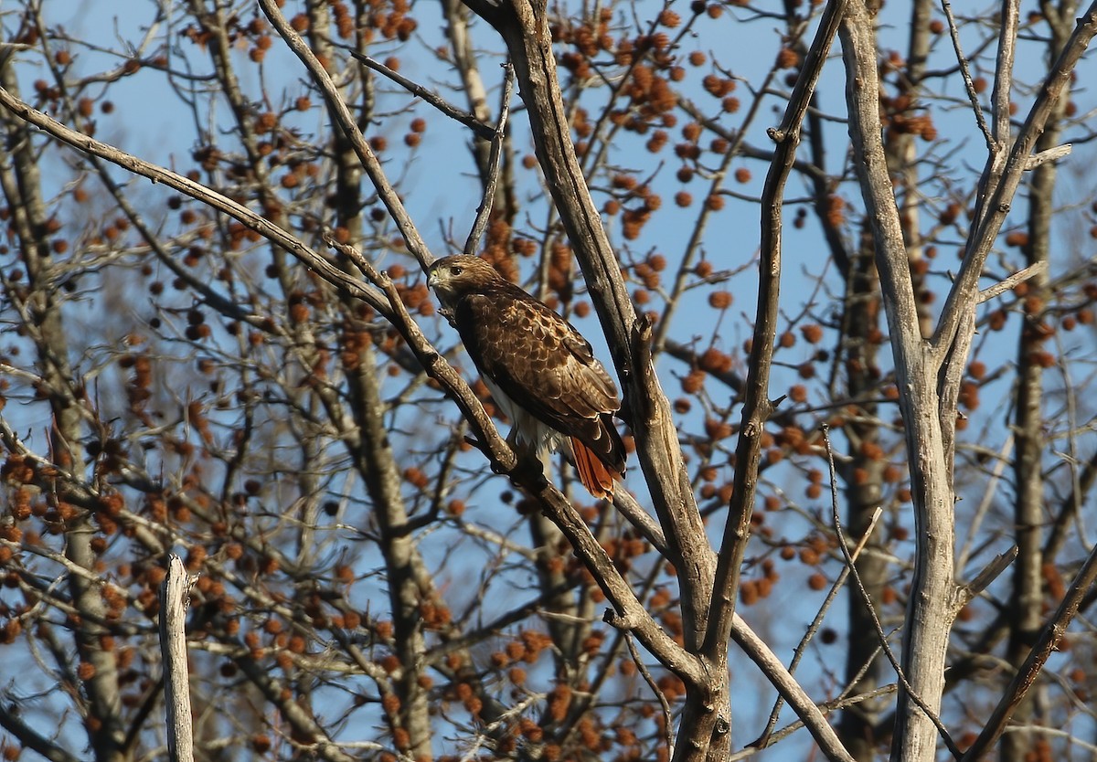 Red-tailed Hawk - ML612295336