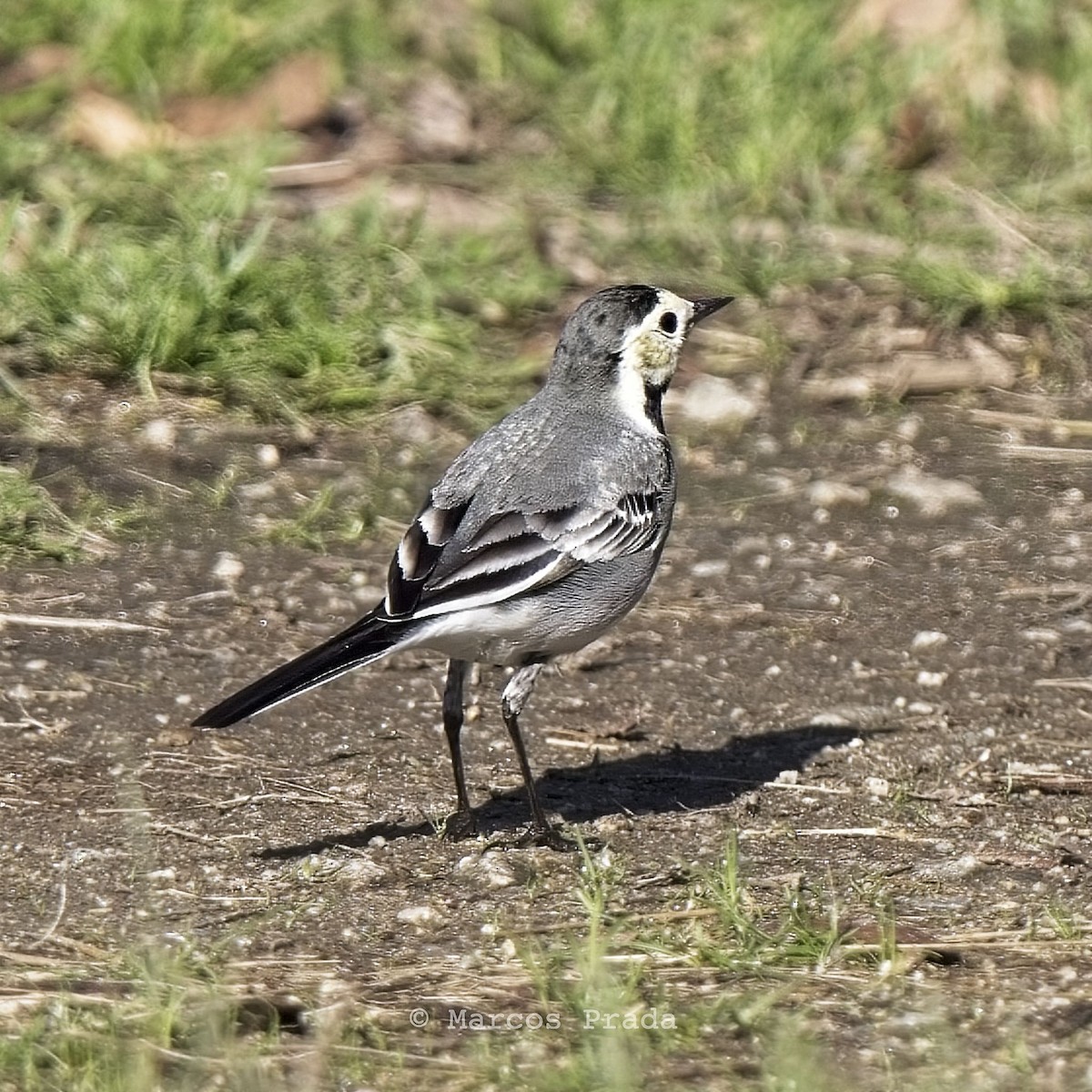 White Wagtail (White-faced) - ML612295724