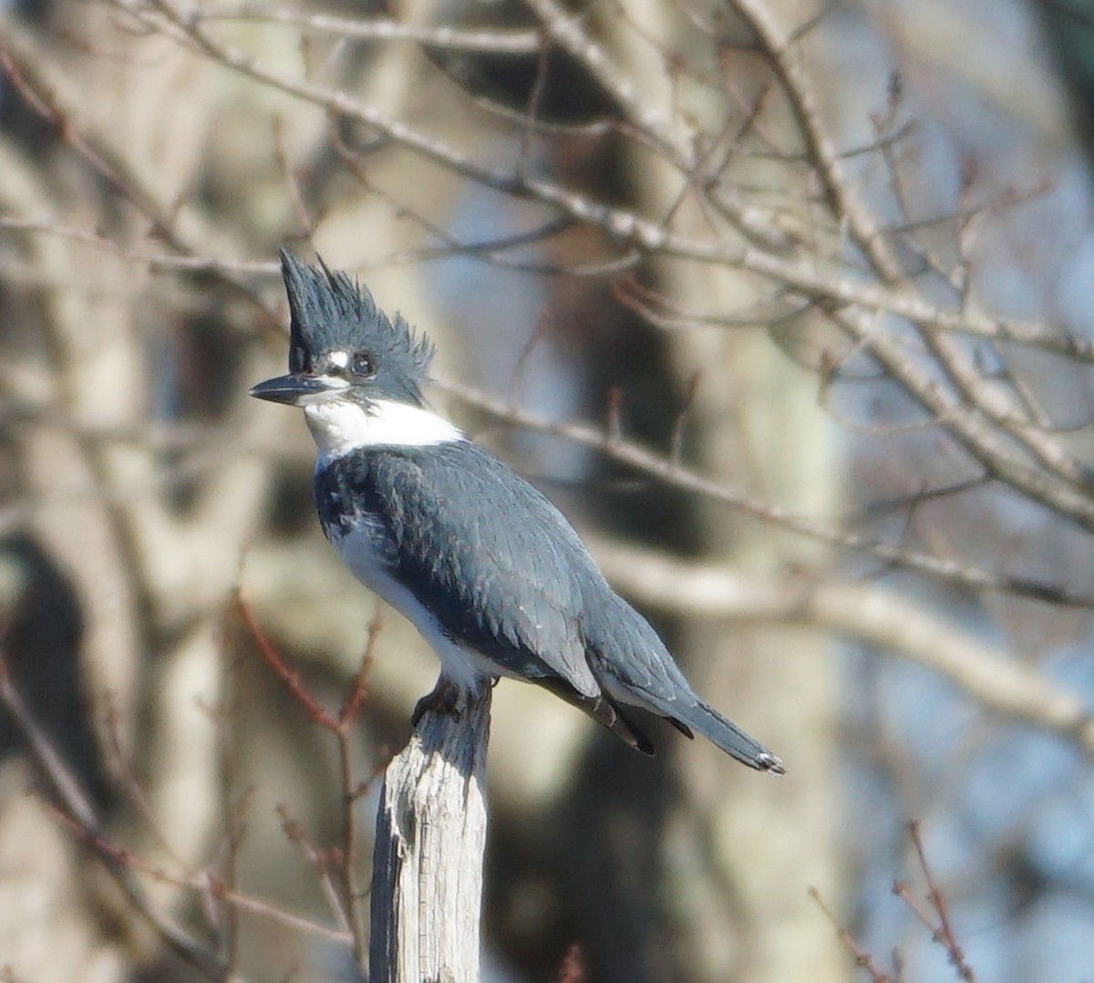 Belted Kingfisher - ML612295788