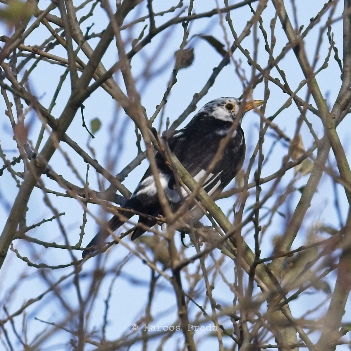Eurasian Blackbird - ML612295817