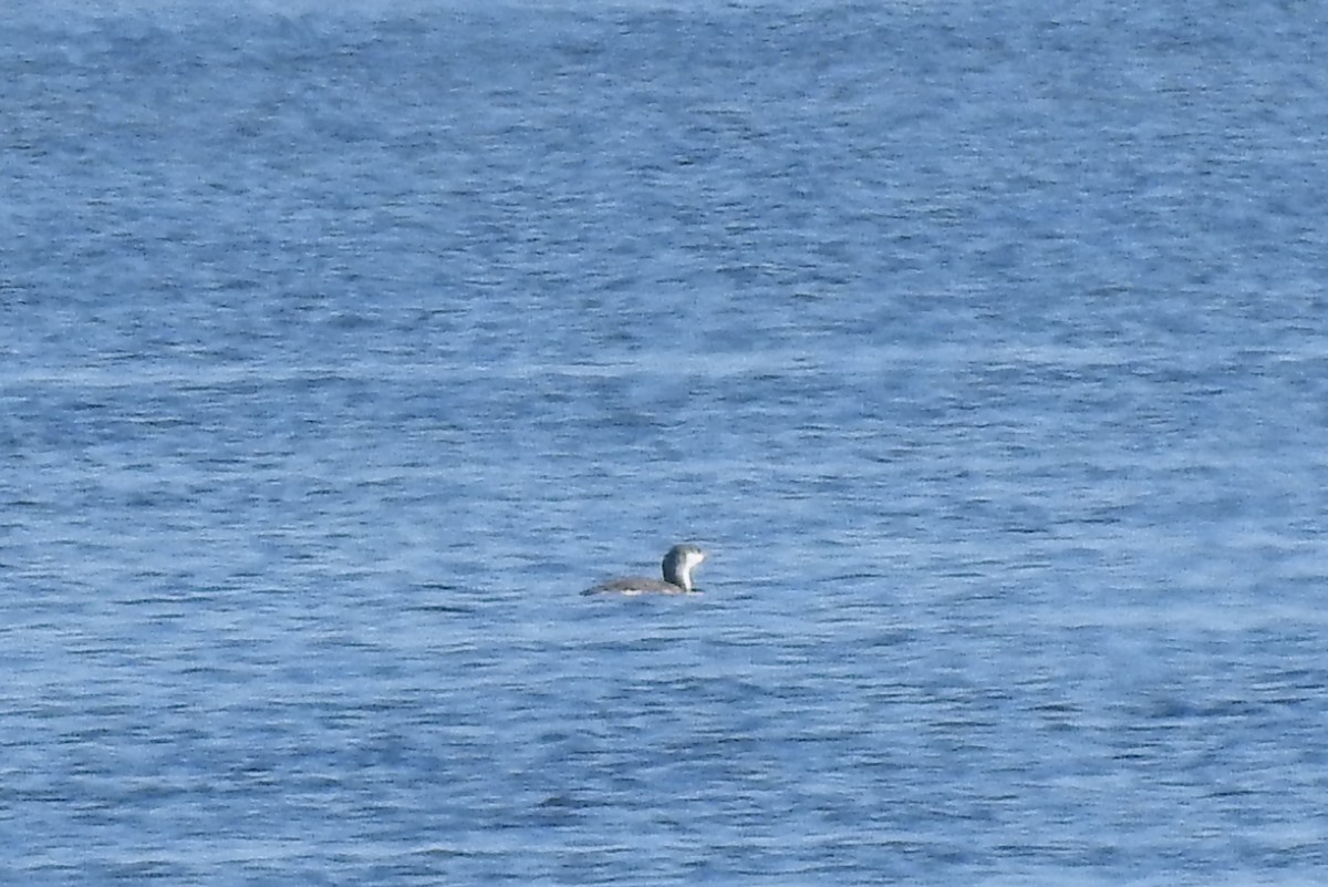 Red-throated Loon - ML612295934