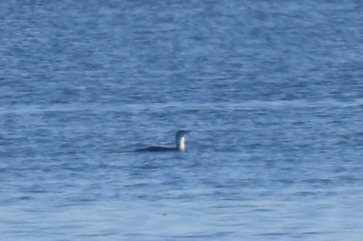 Red-throated Loon - ML612295935