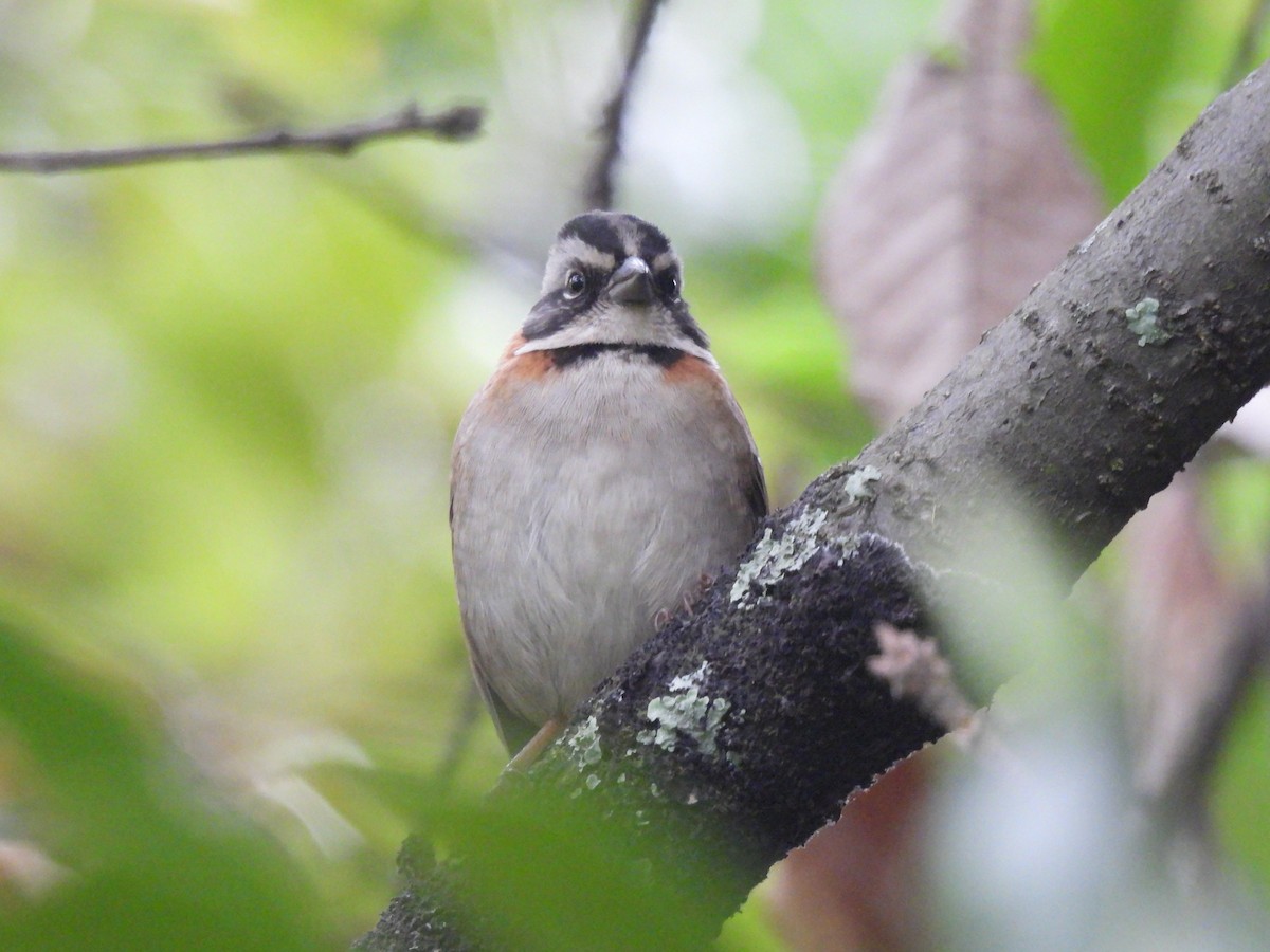 Rufous-collared Sparrow - ML612295957