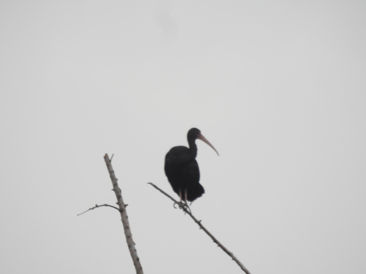 ibis tmavý - ML612295981