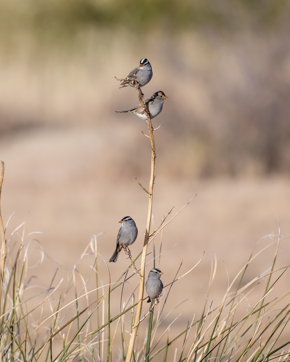 White-crowned Sparrow - Kurt Holz