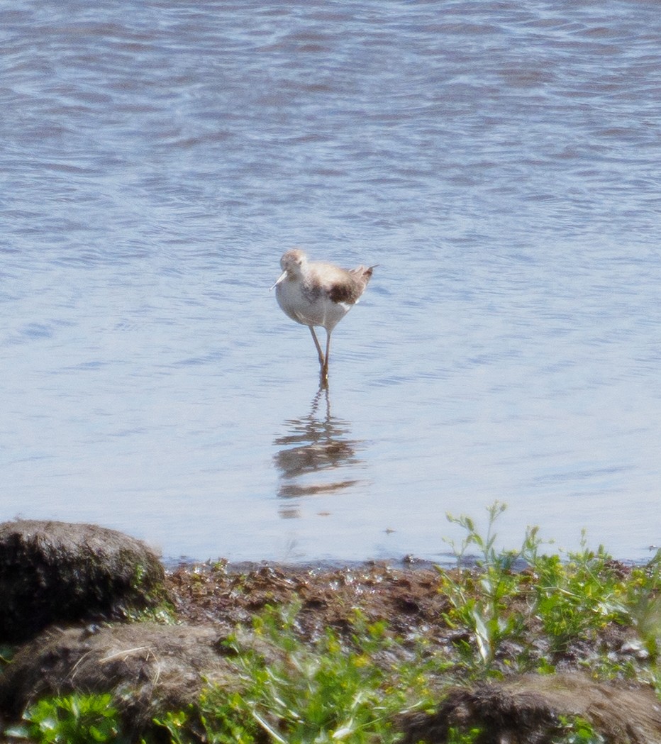 Ebird Checklist Dec Tallawarra Ash Pond Yallah