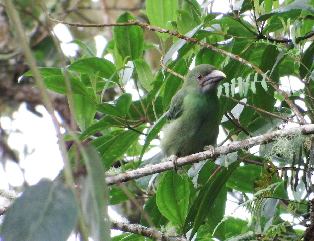 Southern Emerald-Toucanet - Bobby Wilcox