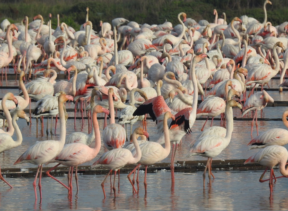 Greater Flamingo - Ricardo Salgueiro