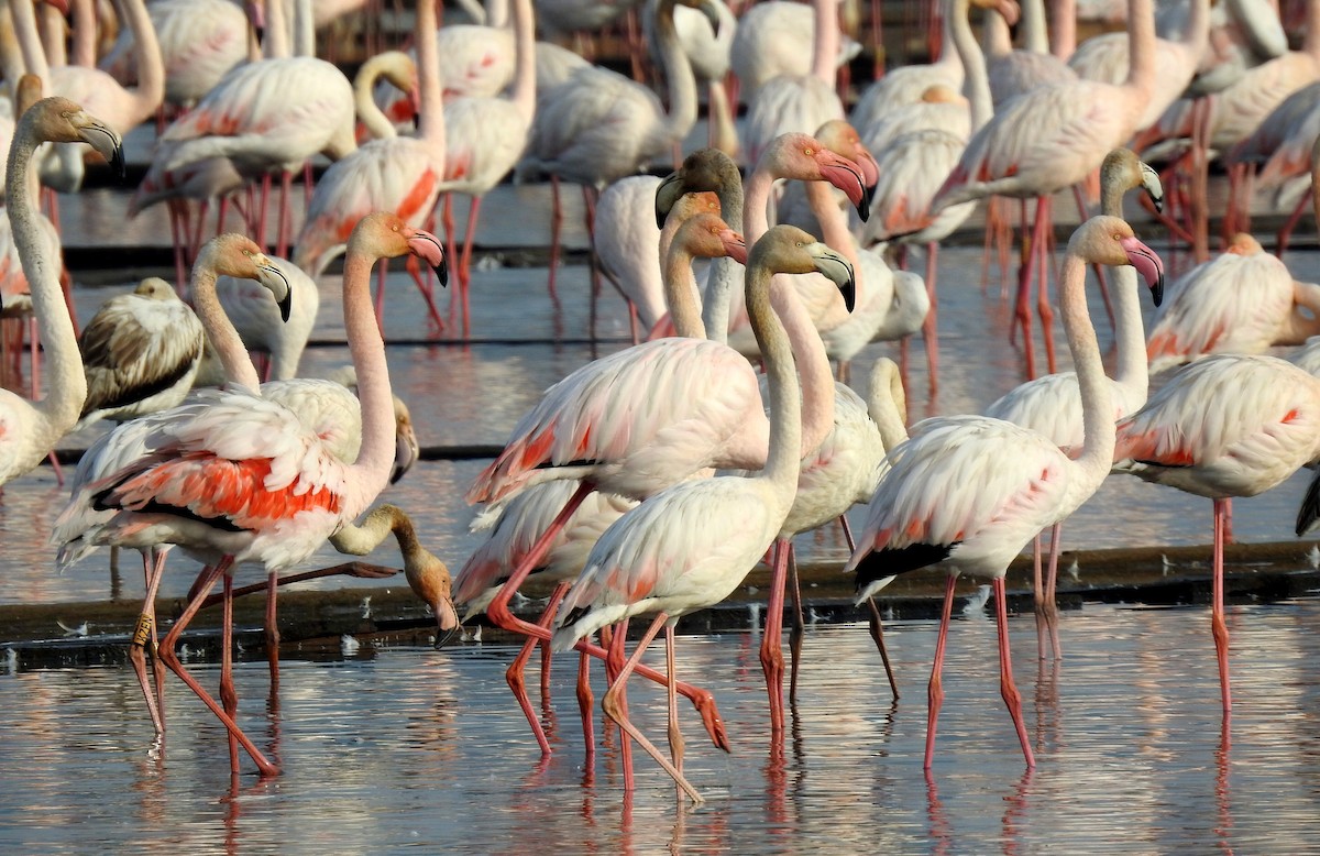 Greater Flamingo - ML612296620