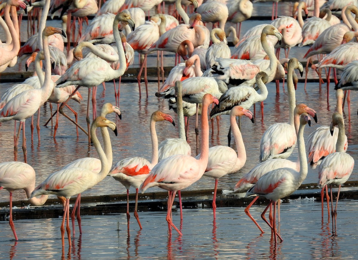 Greater Flamingo - ML612296647