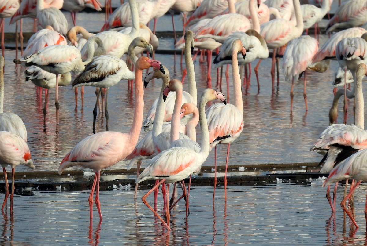 Greater Flamingo - ML612296649