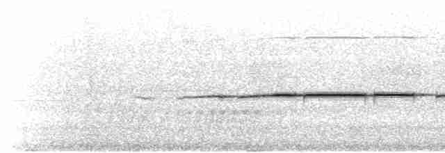 Усатый шипоклюв - ML612296847