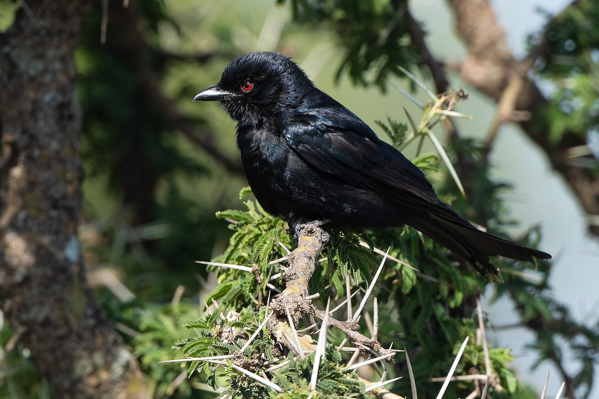 Fork-tailed Drongo - ML612297014