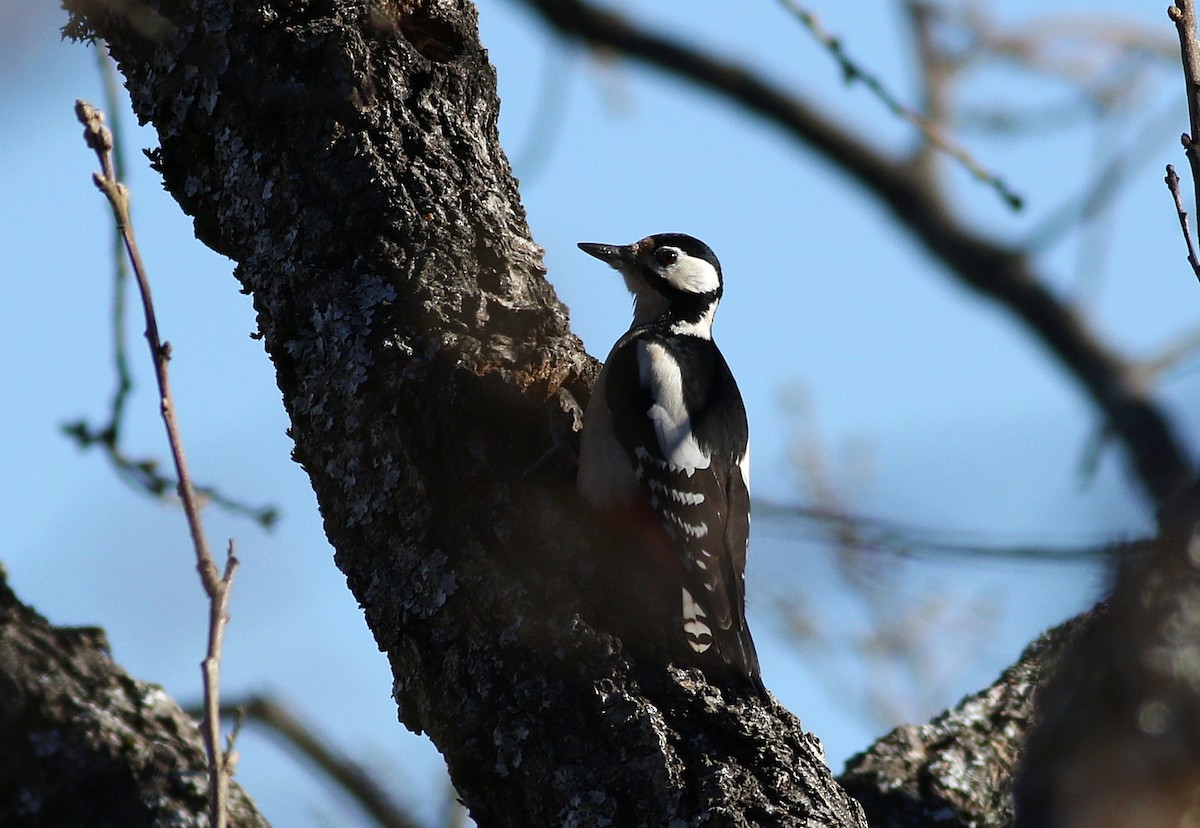Great Spotted Woodpecker - ML612297660