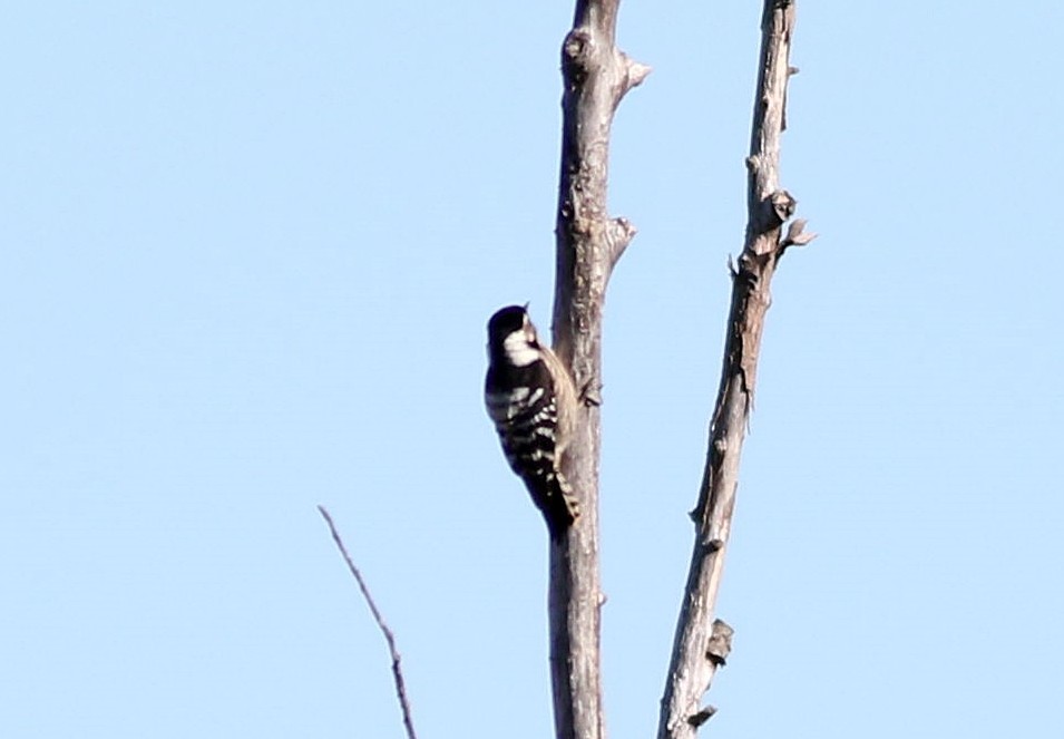 Lesser Spotted Woodpecker - ML612297671
