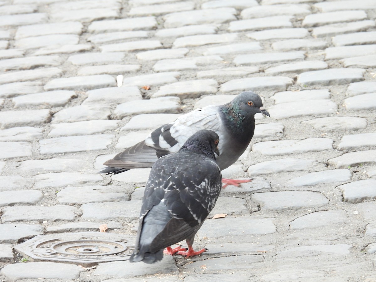 Rock Pigeon (Feral Pigeon) - ML612297993