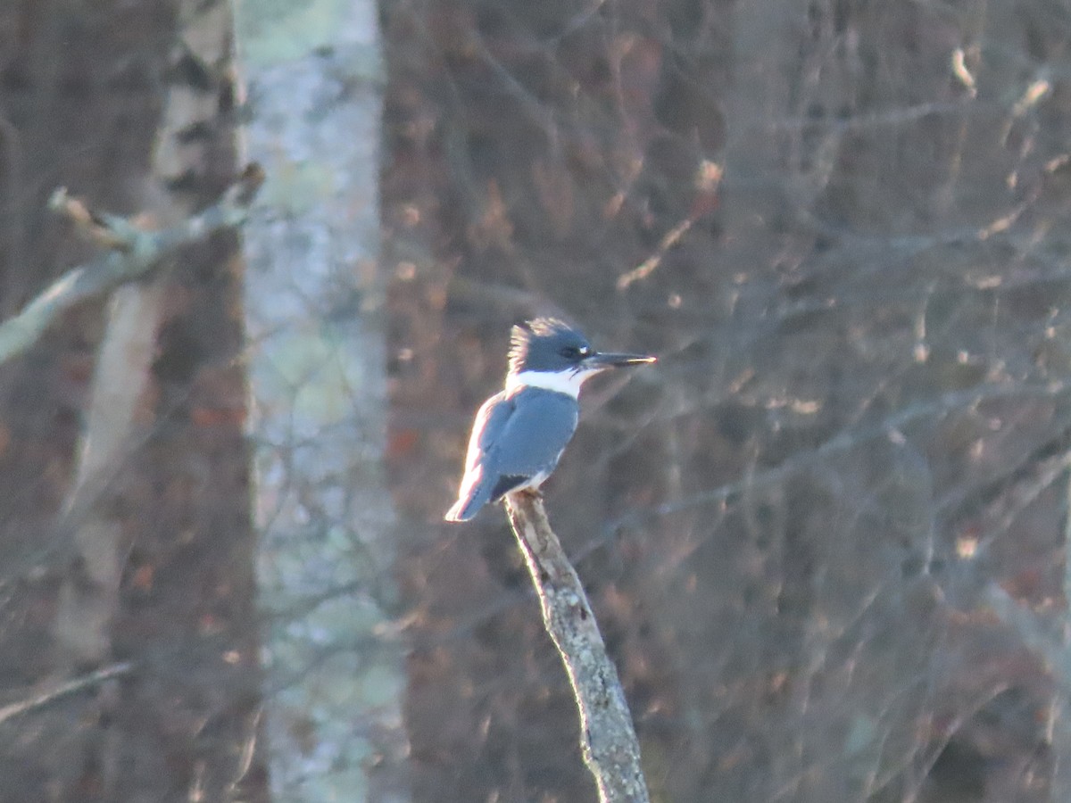 Belted Kingfisher - ML612298500