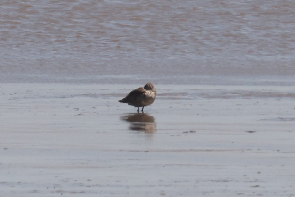 Long-billed Dowitcher - ML612298556