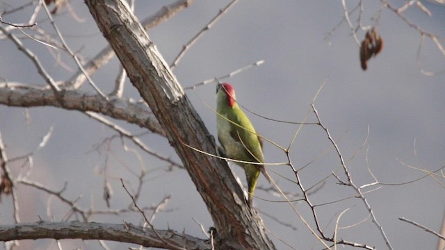 Eurasian Green Woodpecker - ML612298575
