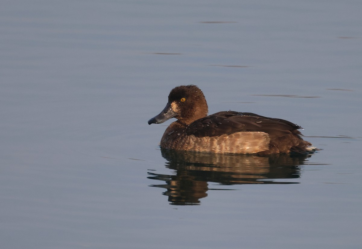 Tufted Duck - ML612298610
