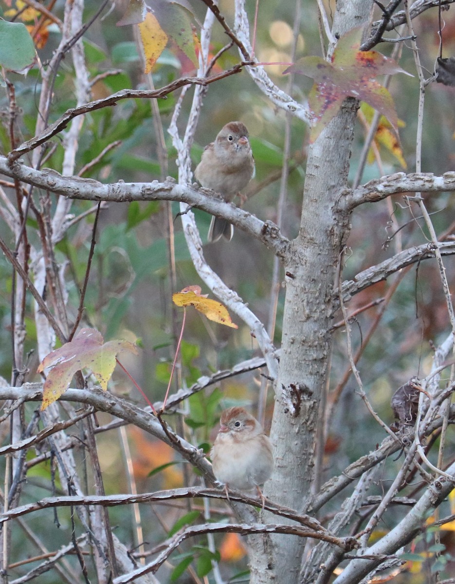 eBird Checklist 16 Dec 2023 77386, Spring USTX 30.12025, 95.34825