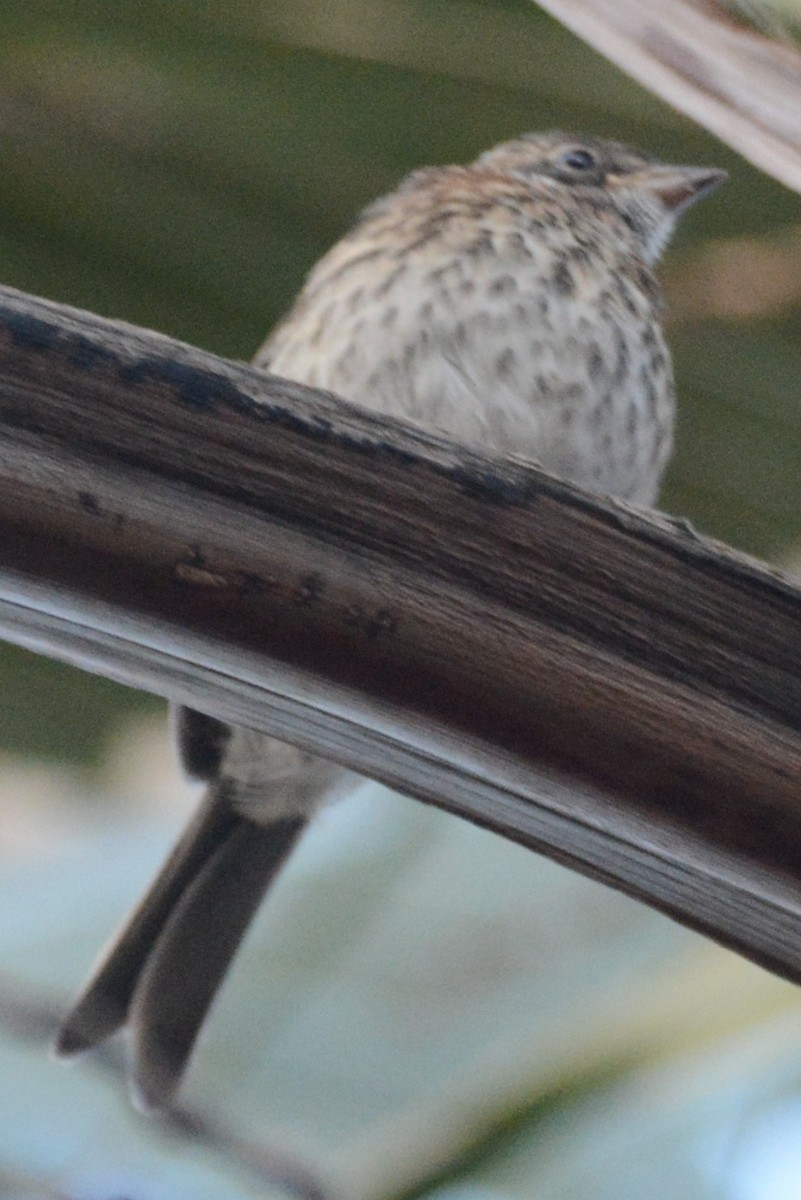 Rufous-collared Sparrow - ML612298756