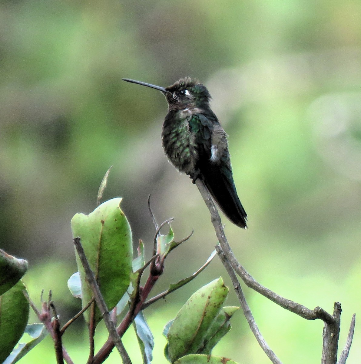Rivoli's Hummingbird - Carmelo de Dios