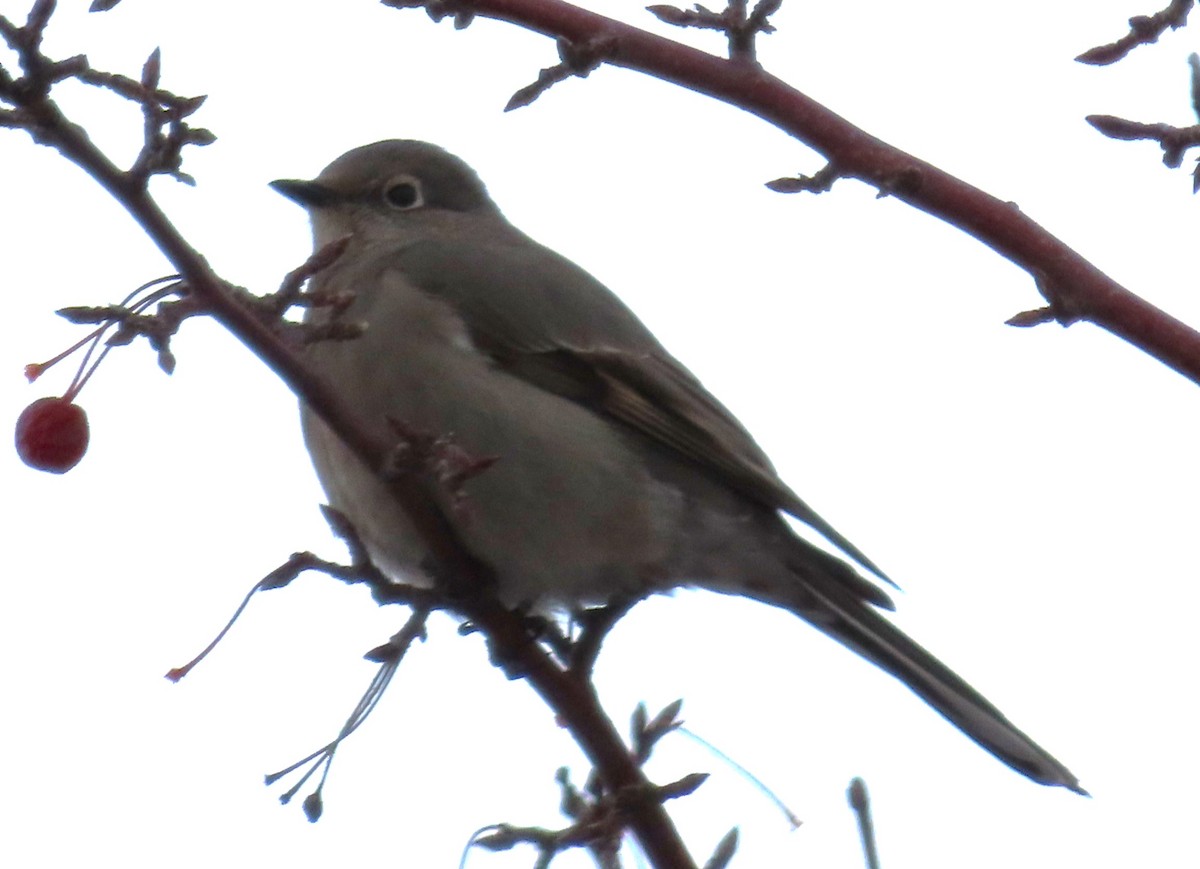 Townsend's Solitaire - ML612299085
