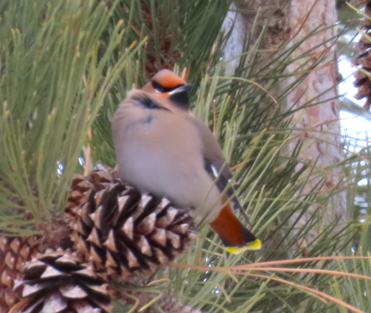 eBird Checklist 16 Dec 2023 312 4th Avenue East, Mohall, North