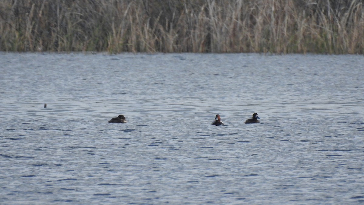 Greater Scaup - ML612299892